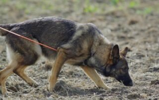 Illustration of tracking dog